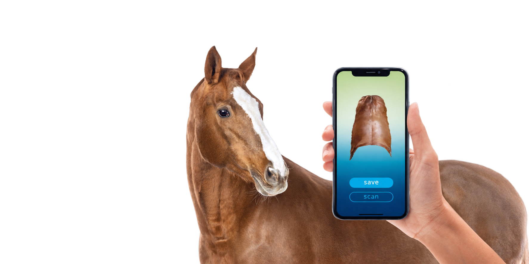 A horse and a hand holding a smartphone running the horseshape scanning app